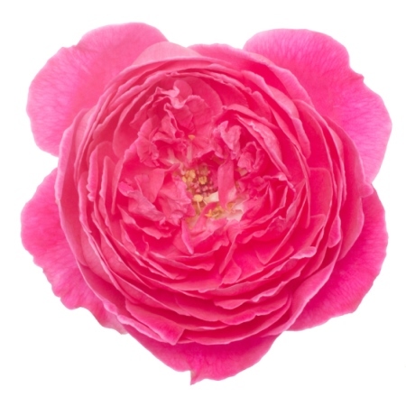 Rose Damask Oil 